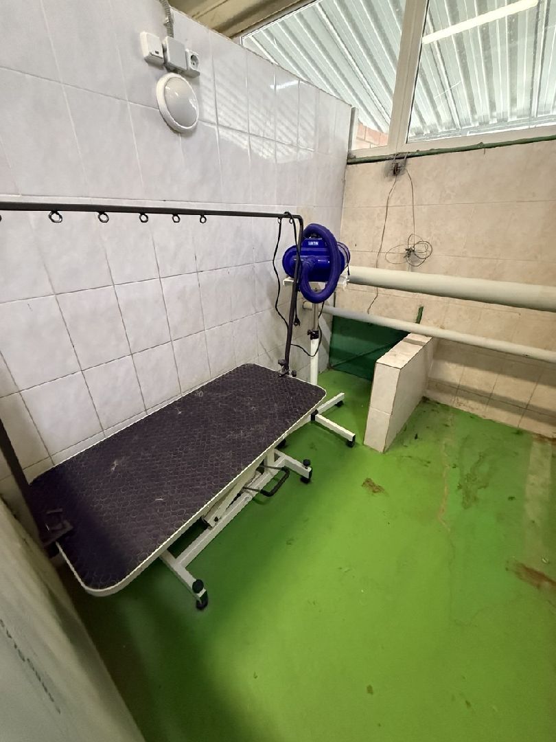 щенки, собаки-проводники, слепые,