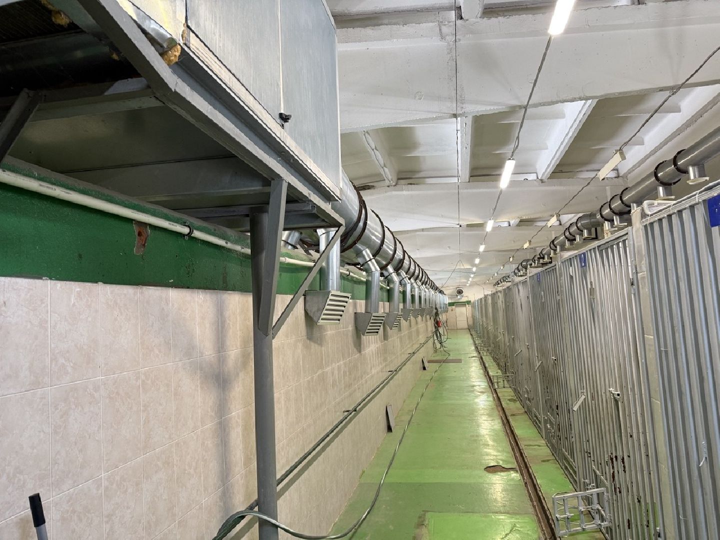 щенки, собаки-проводники, слепые,