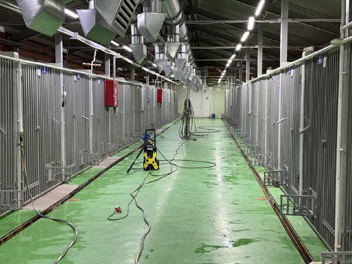 щенки, собаки-проводники, слепые,