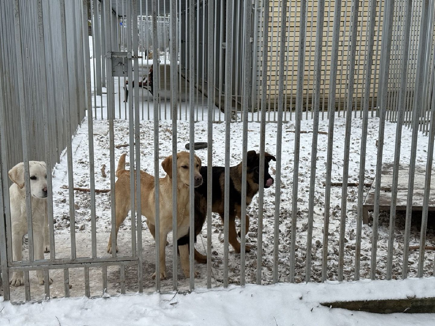 щенки, собаки-проводники, слепые,