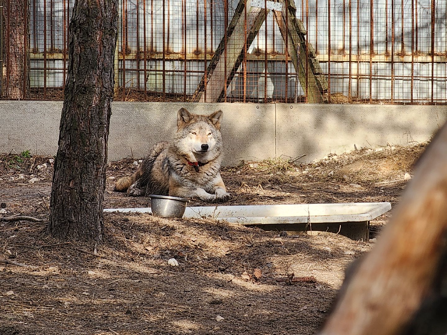 приют, волонтеры, благотворительность,