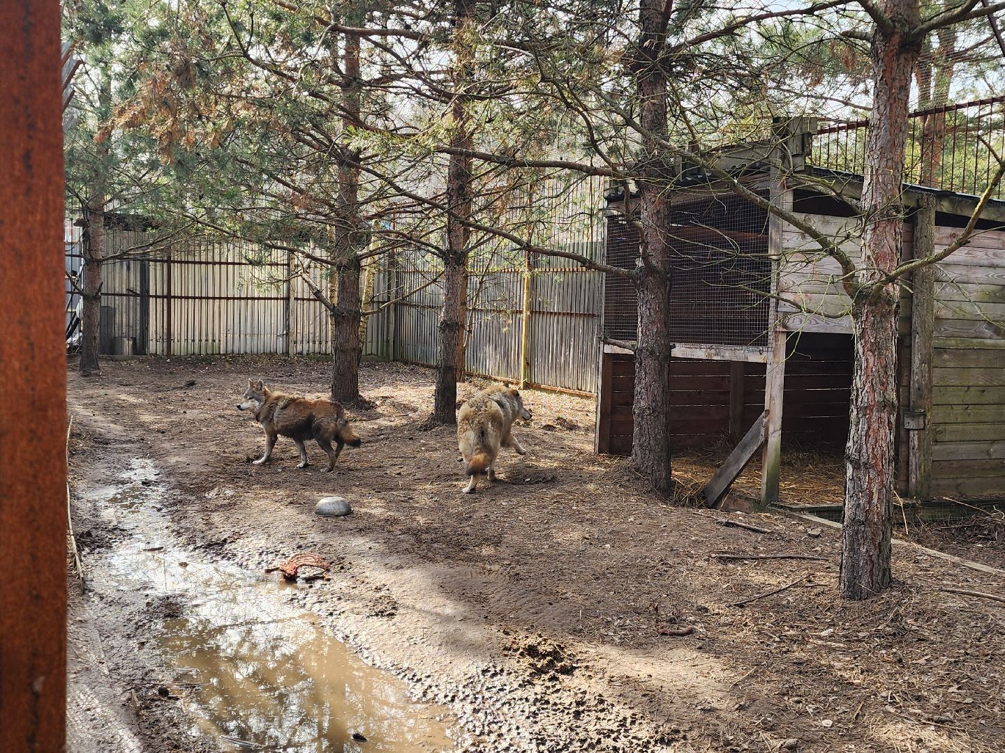 приют, волонтеры, благотворительность,