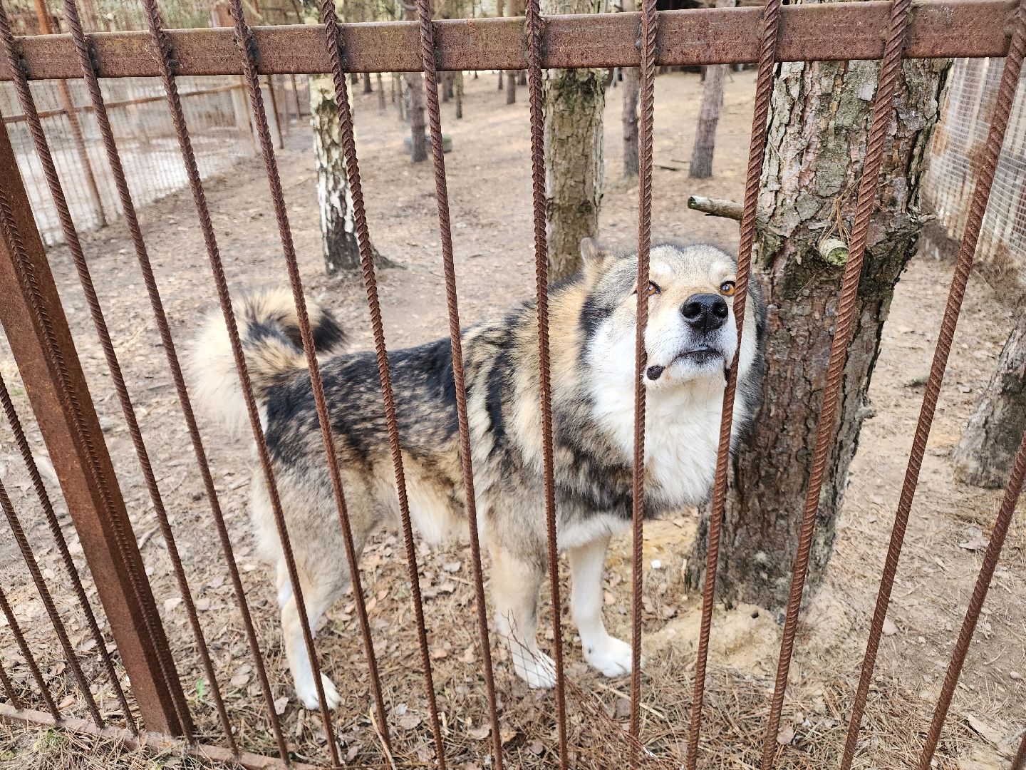 приют, волонтеры, благотворительность,