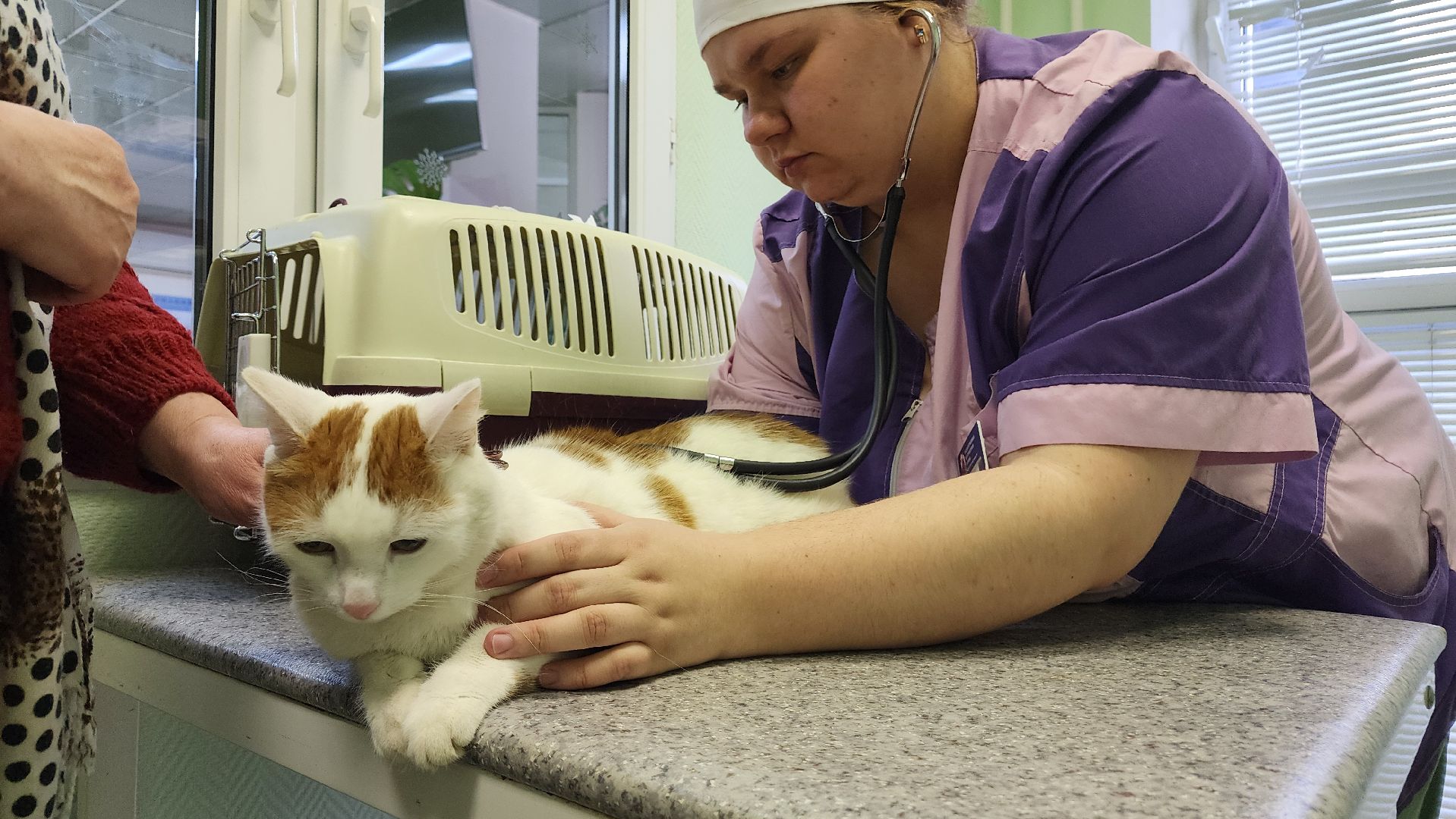 ступино, вакцианация от бешенства, ветеринария, медицина,