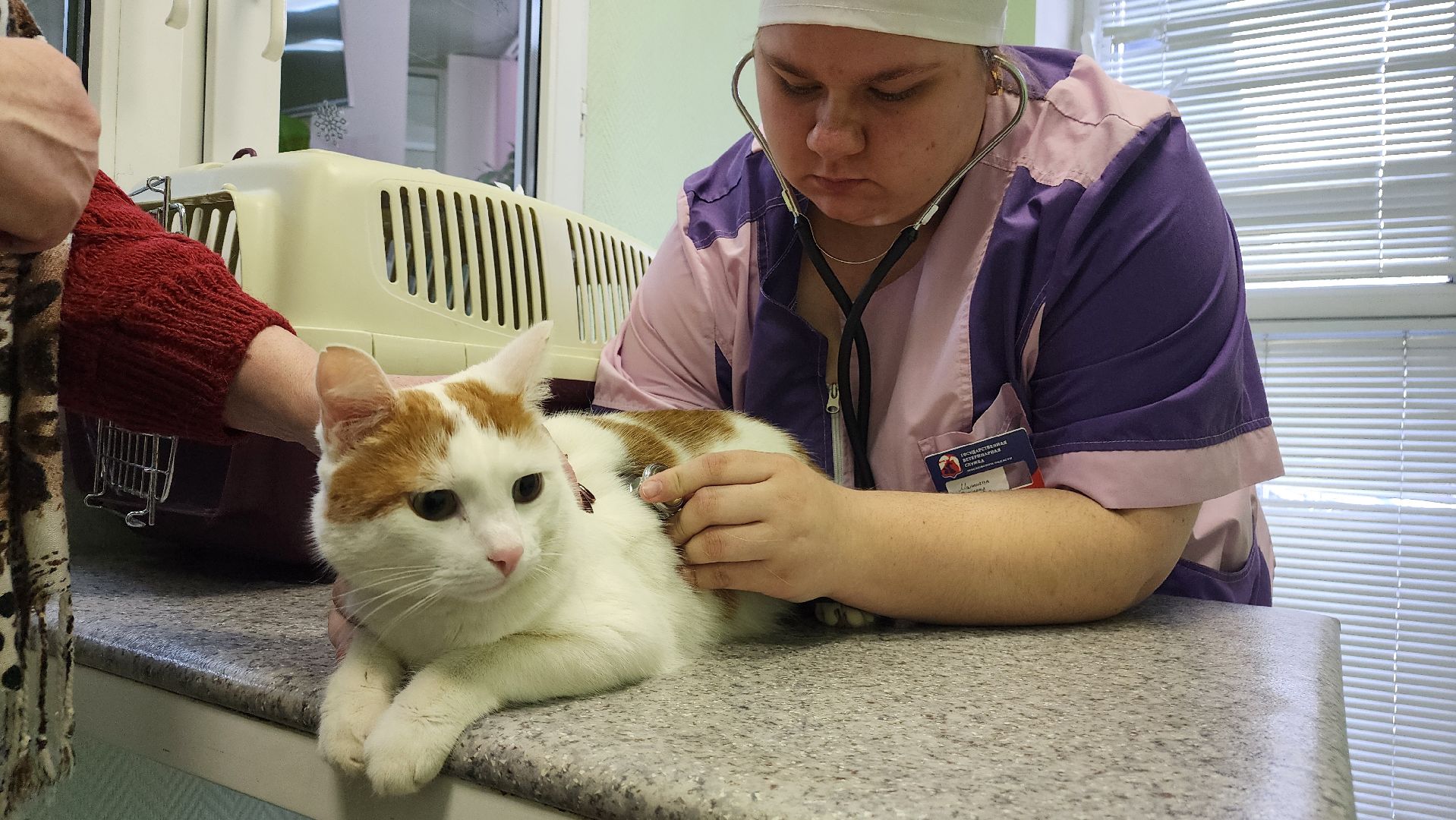 ступино, вакцианация от бешенства, ветеринария, медицина,