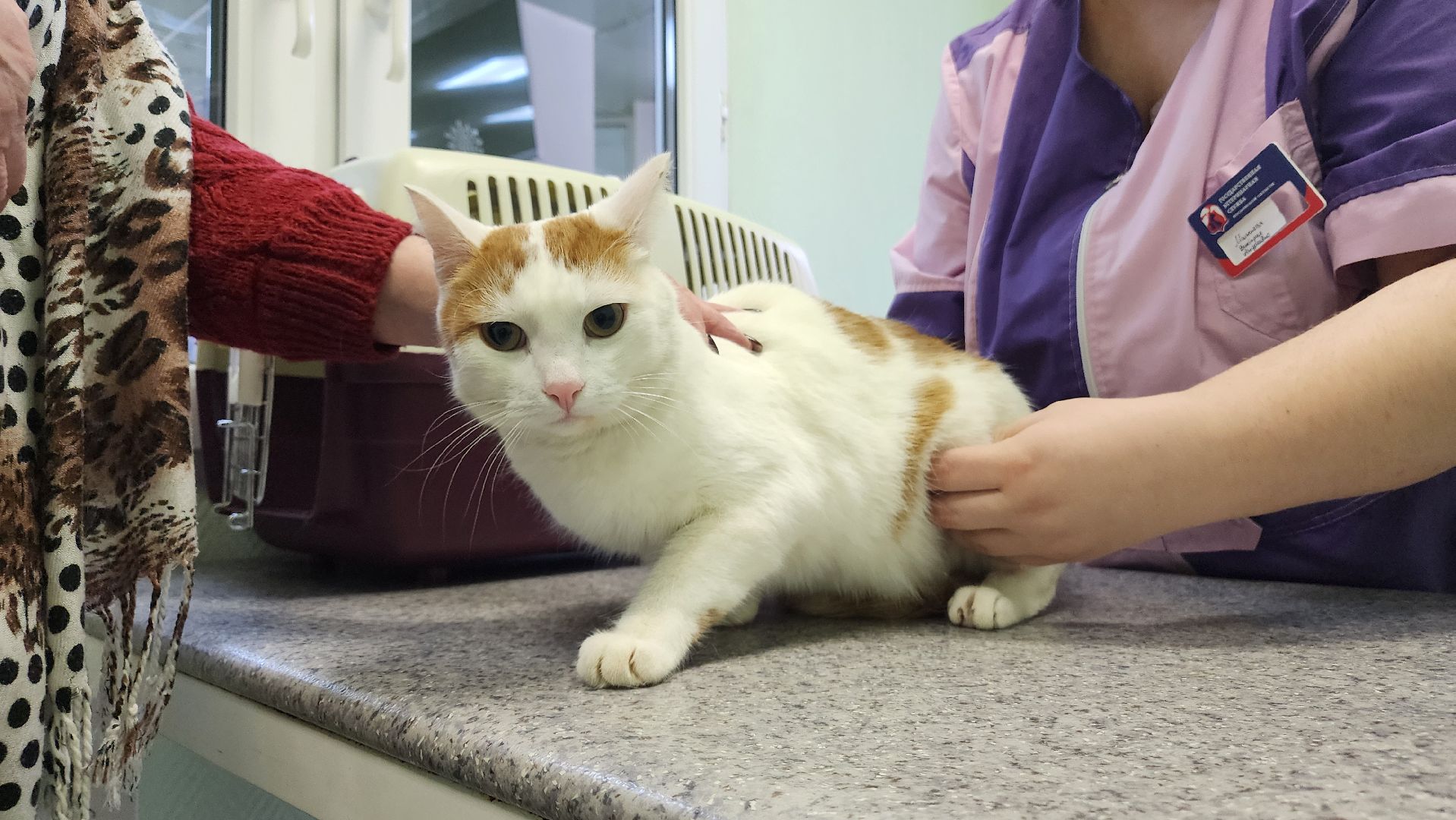 ступино, вакцианация от бешенства, ветеринария, медицина,