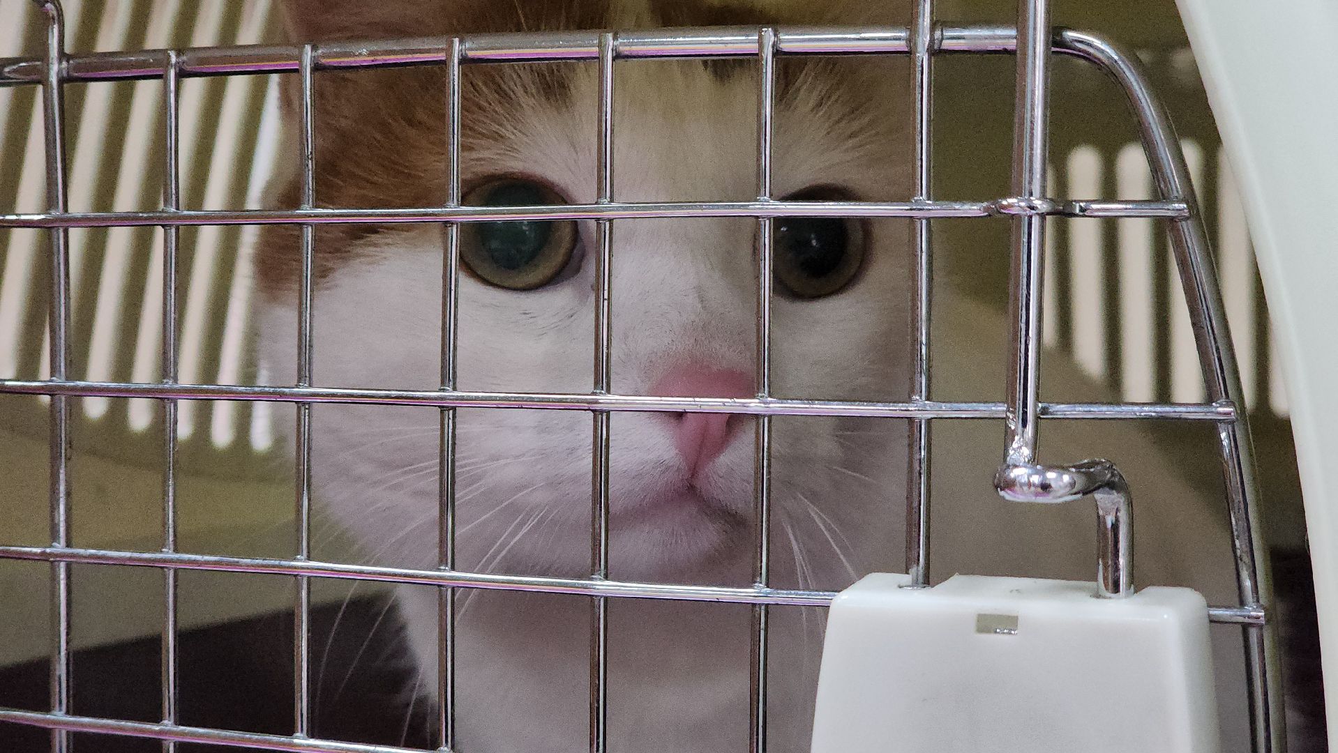 ступино, вакцианация от бешенства, ветеринария, медицина,