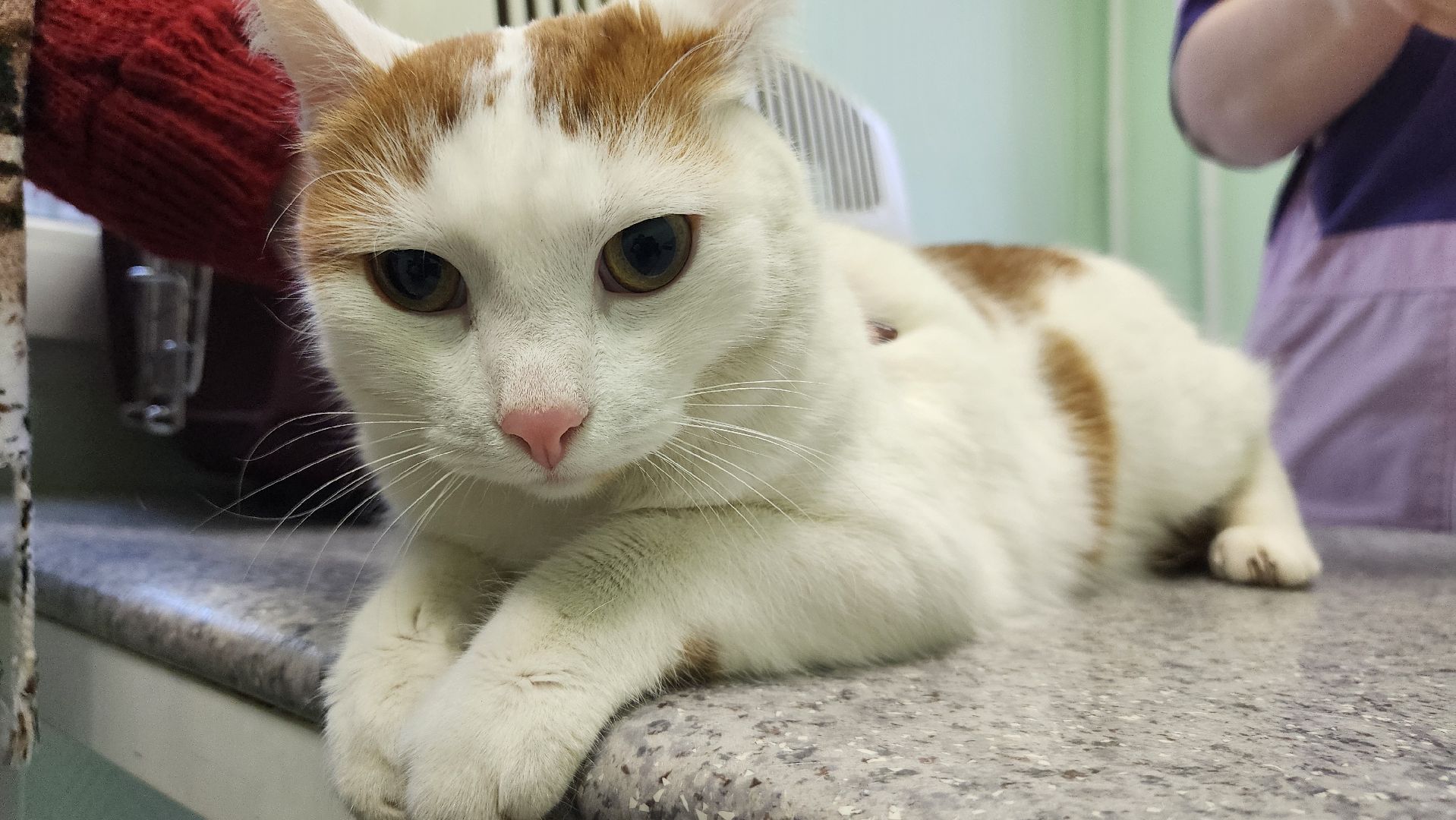 ступино, вакцианация от бешенства, ветеринария, медицина,