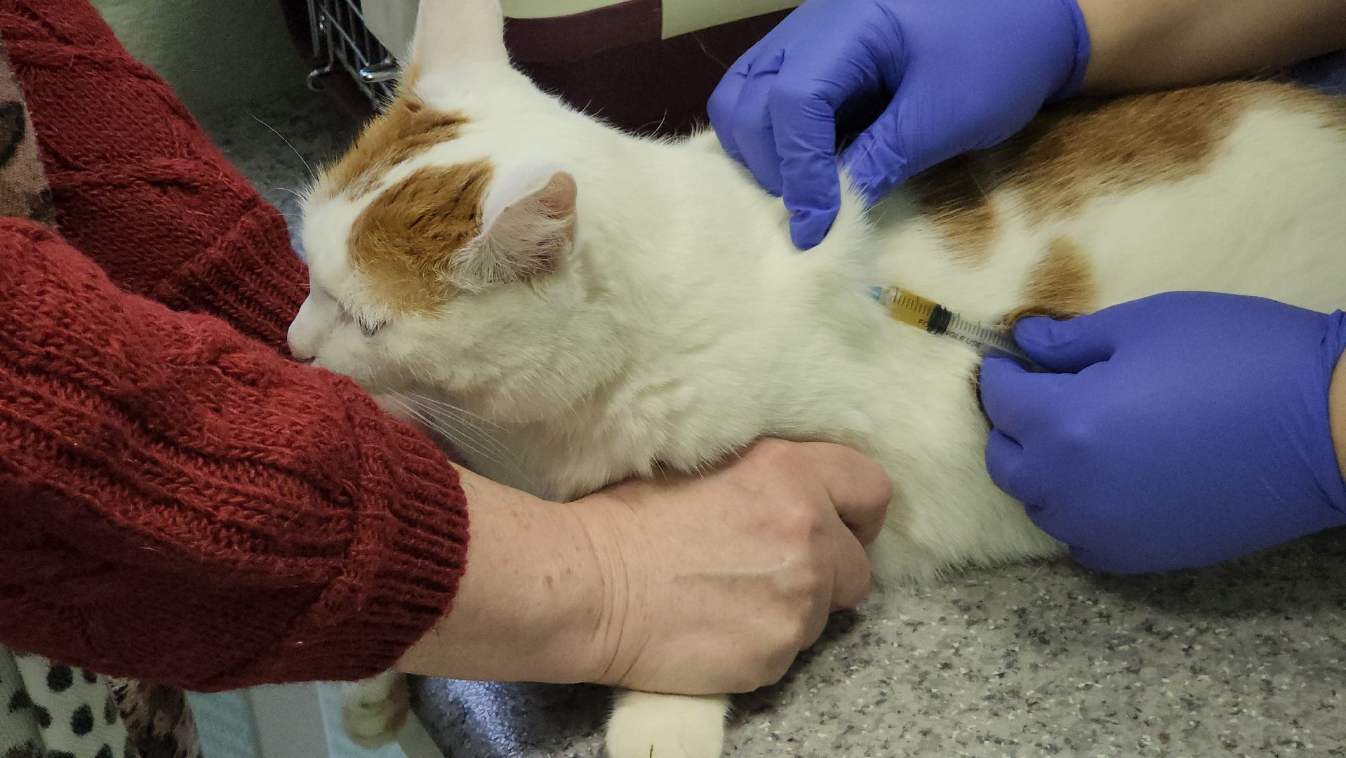 ступино, вакцианация от бешенства, ветеринария, медицина,