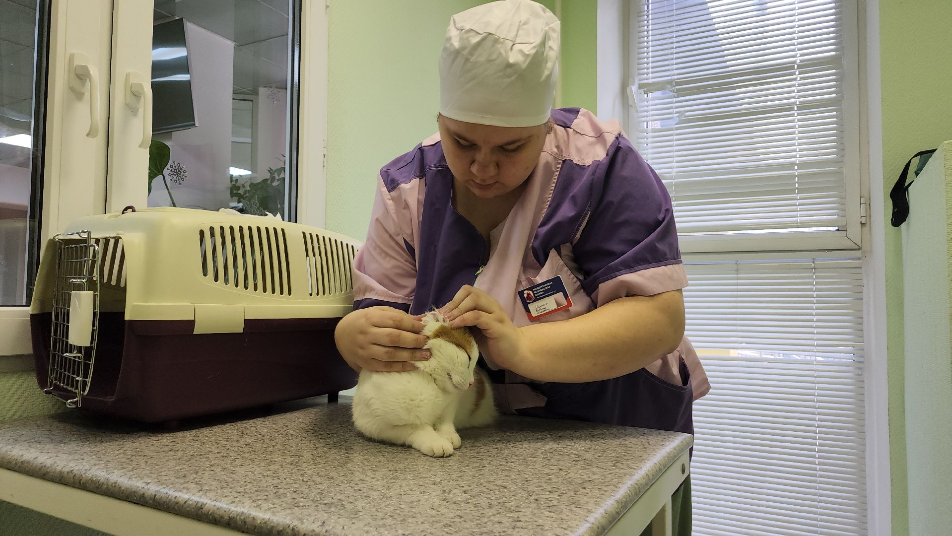 ступино, вакцианация от бешенства, ветеринария, медицина,