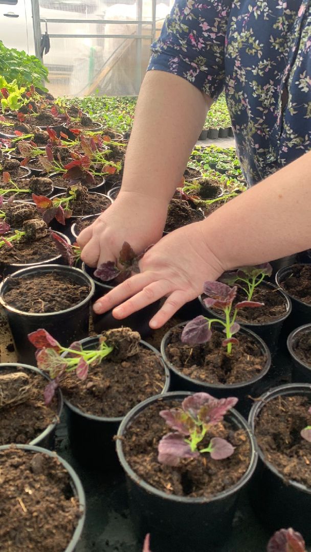 Звенигород, Покровское, мастер-класс, благотворитеьность, Любовь Погончикова