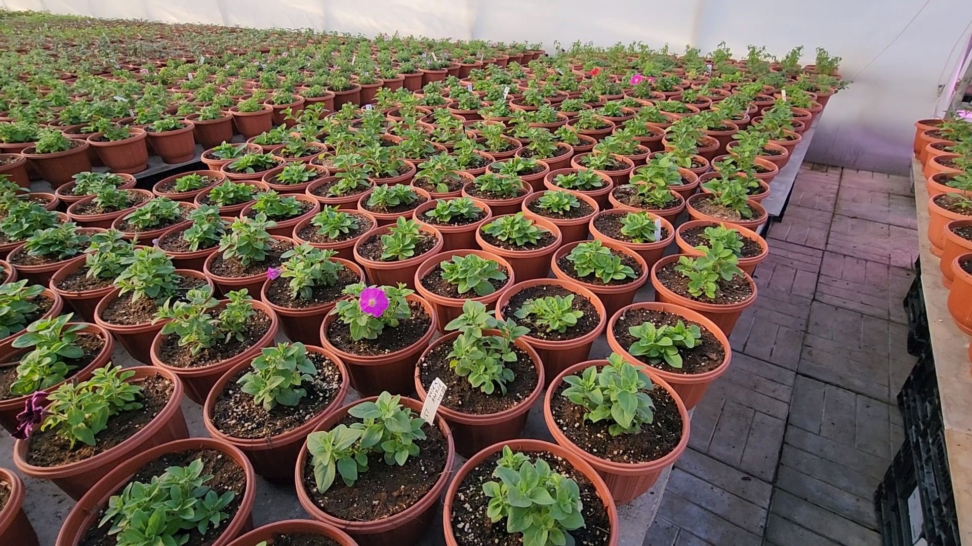 Чехов, деревня Хлевино, тепличный комплекс, садовый центр, расширение, новые теплицы, новые рабочие места, дополнительные налоги, растениеводство, овощи, цветы, увеличение объемов производства,