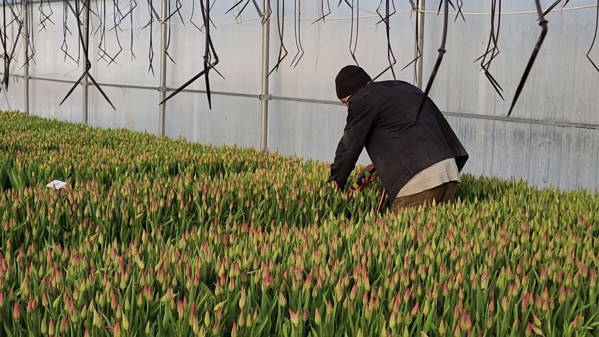 Чехов, деревня Хлевино, тепличный комплекс, садовый центр, расширение, новые теплицы, новые рабочие места, дополнительные налоги, растениеводство, овощи, цветы, увеличение объемов производства,