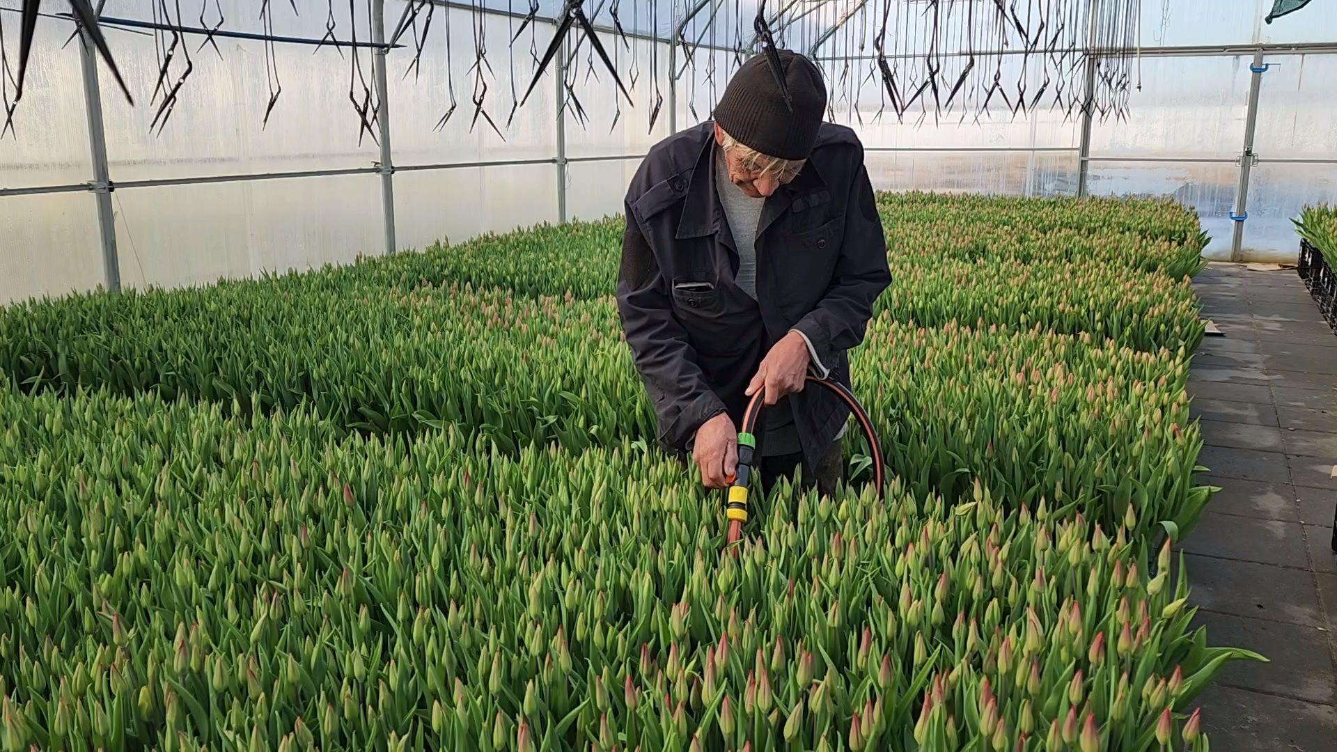 Чехов, деревня Хлевино, тепличный комплекс, садовый центр, расширение, новые теплицы, новые рабочие места, дополнительные налоги, растениеводство, овощи, цветы, увеличение объемов производства,