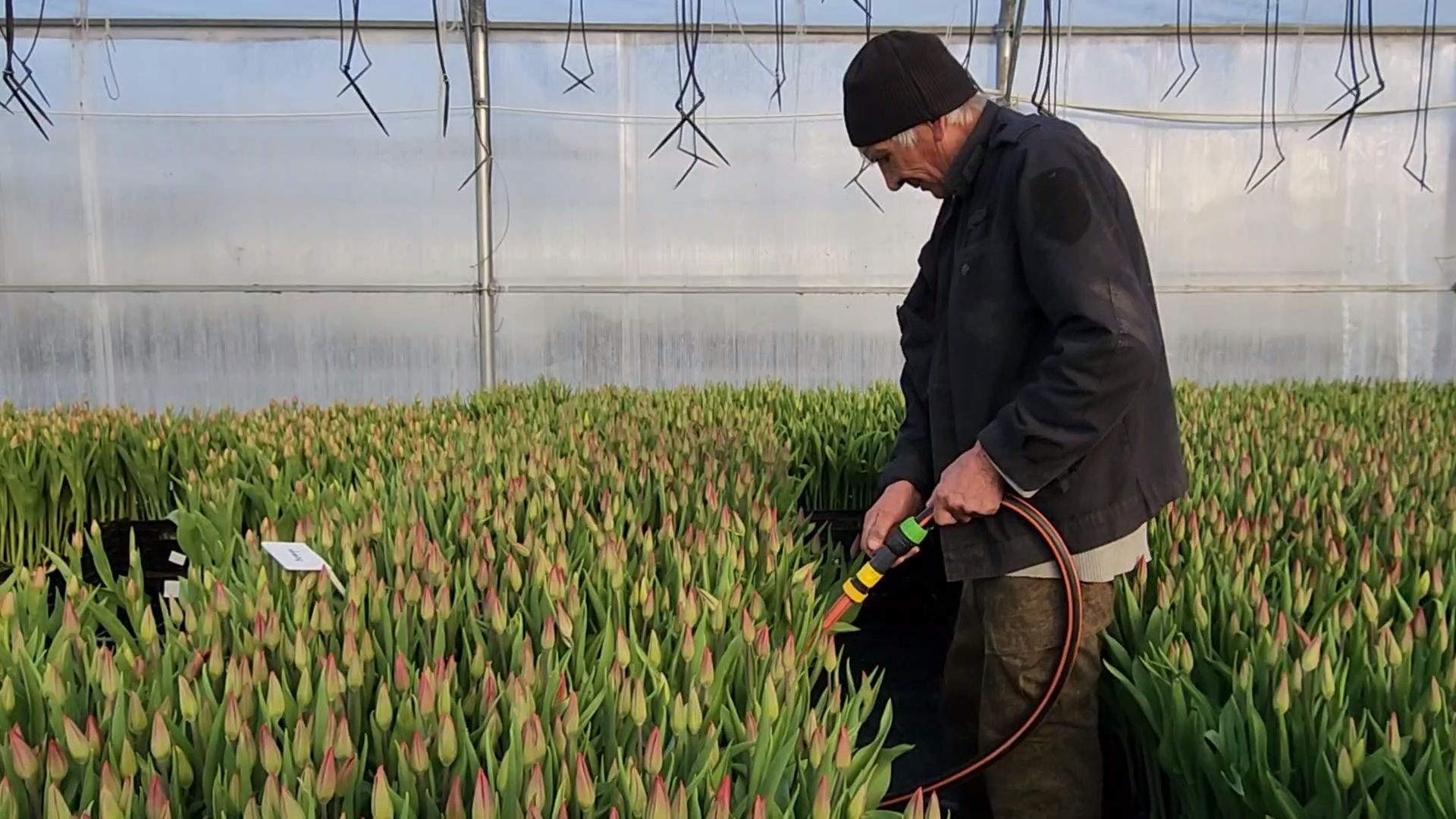 Чехов, деревня Хлевино, тепличный комплекс, садовый центр, расширение, новые теплицы, новые рабочие места, дополнительные налоги, растениеводство, овощи, цветы, увеличение объемов производства,