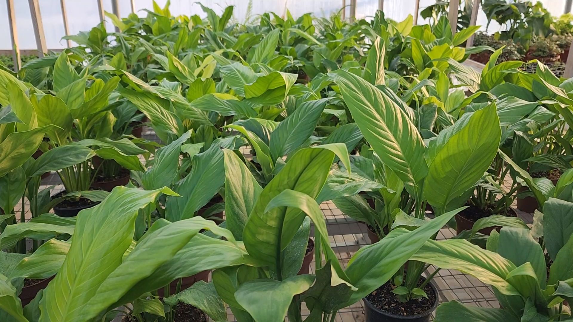 Чехов, деревня Хлевино, тепличный комплекс, садовый центр, расширение, новые теплицы, новые рабочие места, дополнительные налоги, растениеводство, овощи, цветы, увеличение объемов производства,