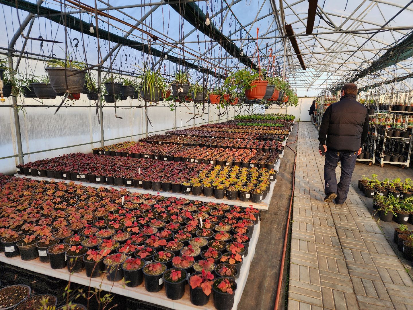 Чехов, деревня Хлевино, тепличный комплекс, садовый центр, расширение, новые теплицы, новые рабочие места, дополнительные налоги, растениеводство, овощи, цветы, увеличение объемов производства,