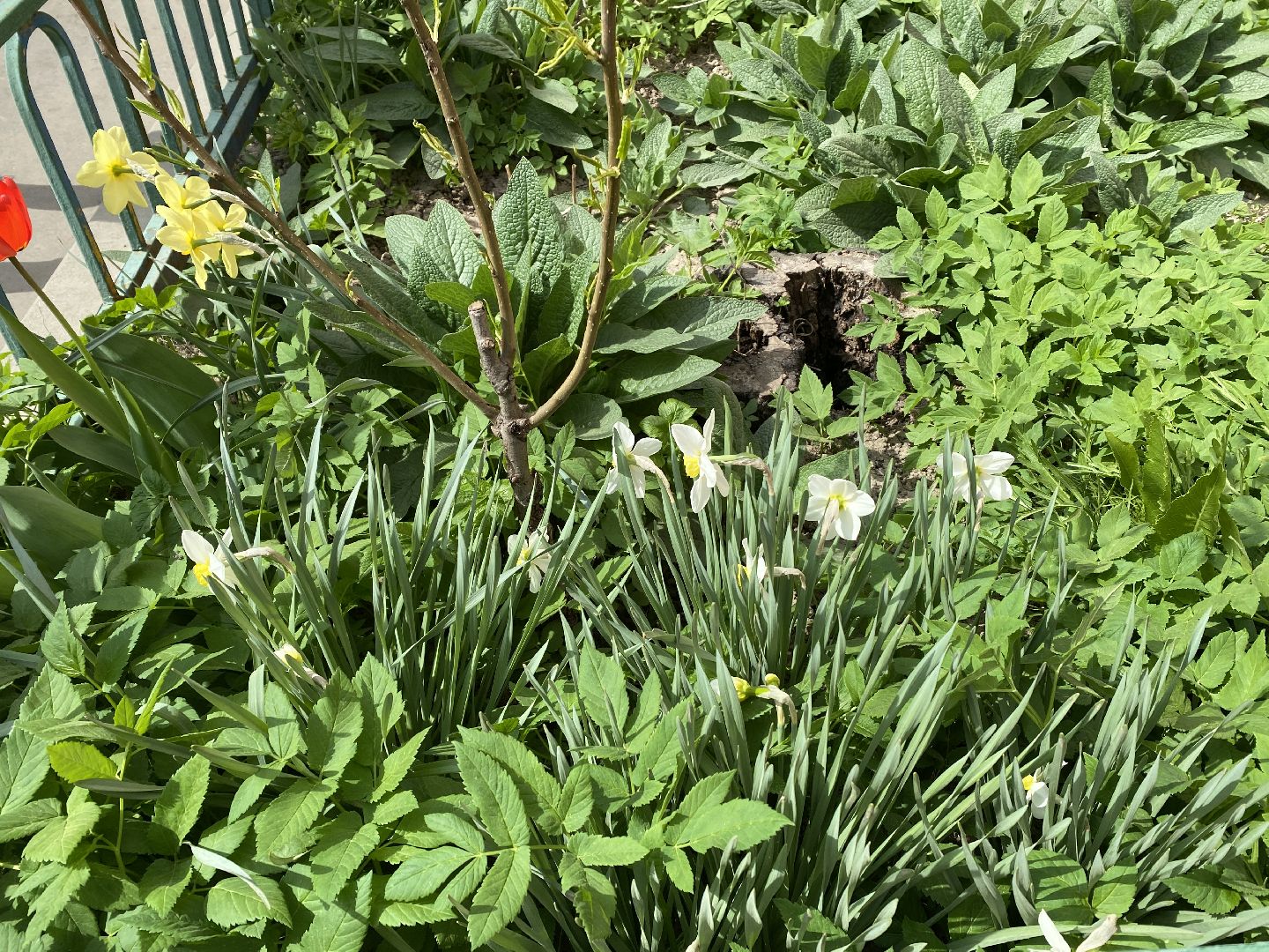 Чехов, благоустройство, жители, цветы, подъезд