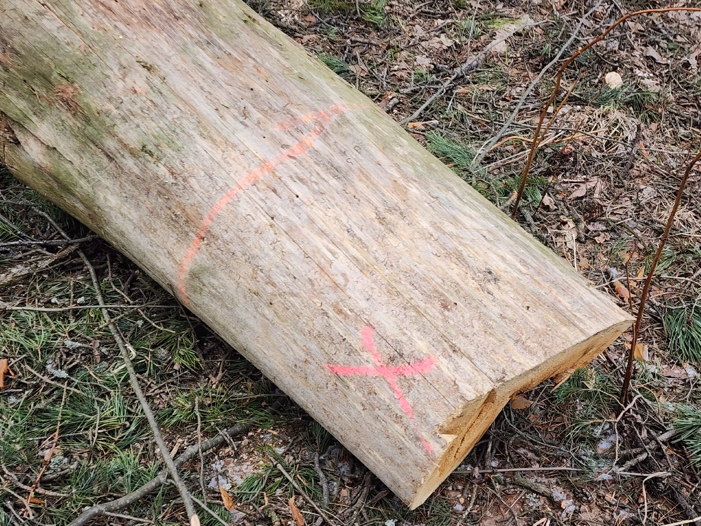 красноармейск, городской округ пушкинский, банный лес, лесопарк, благоустройство,