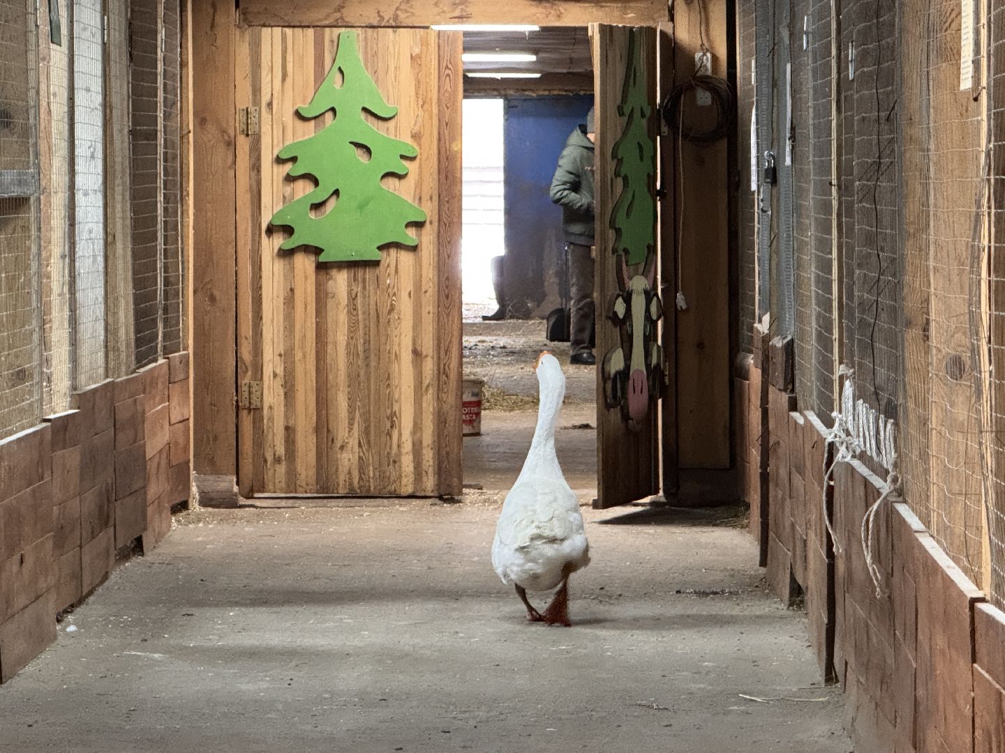 Экзотик ферма, Сурок байбак проснулся, Сурок в Одинцово,