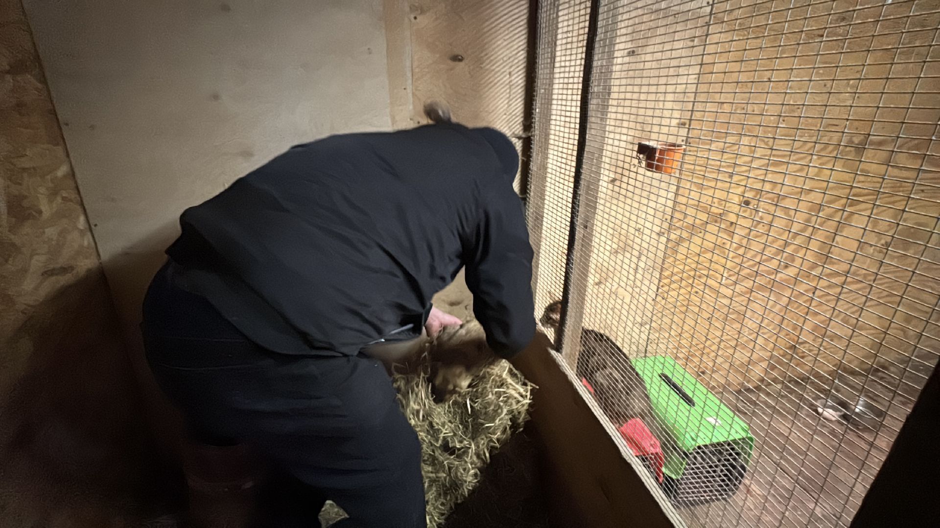 Экзотик ферма, Сурок байбак проснулся, Сурок в Одинцово,