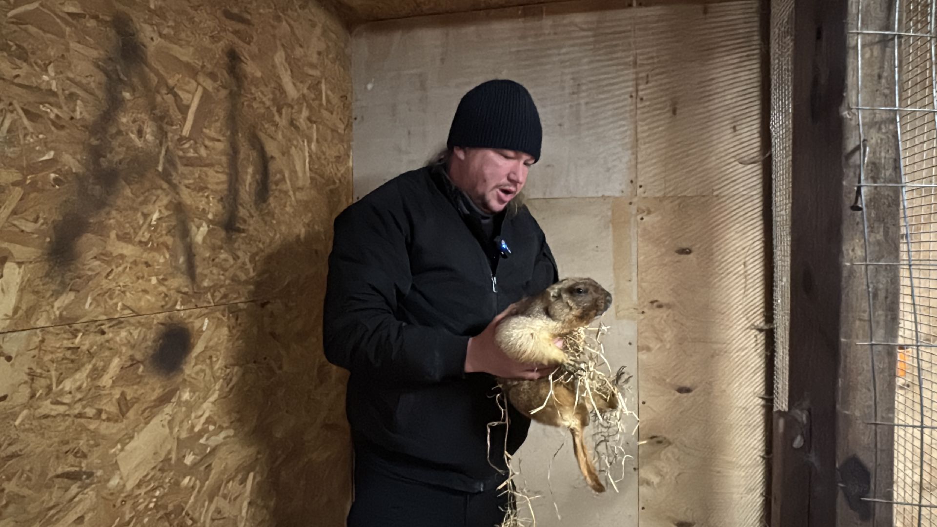 Экзотик ферма, Сурок байбак проснулся, Сурок в Одинцово,