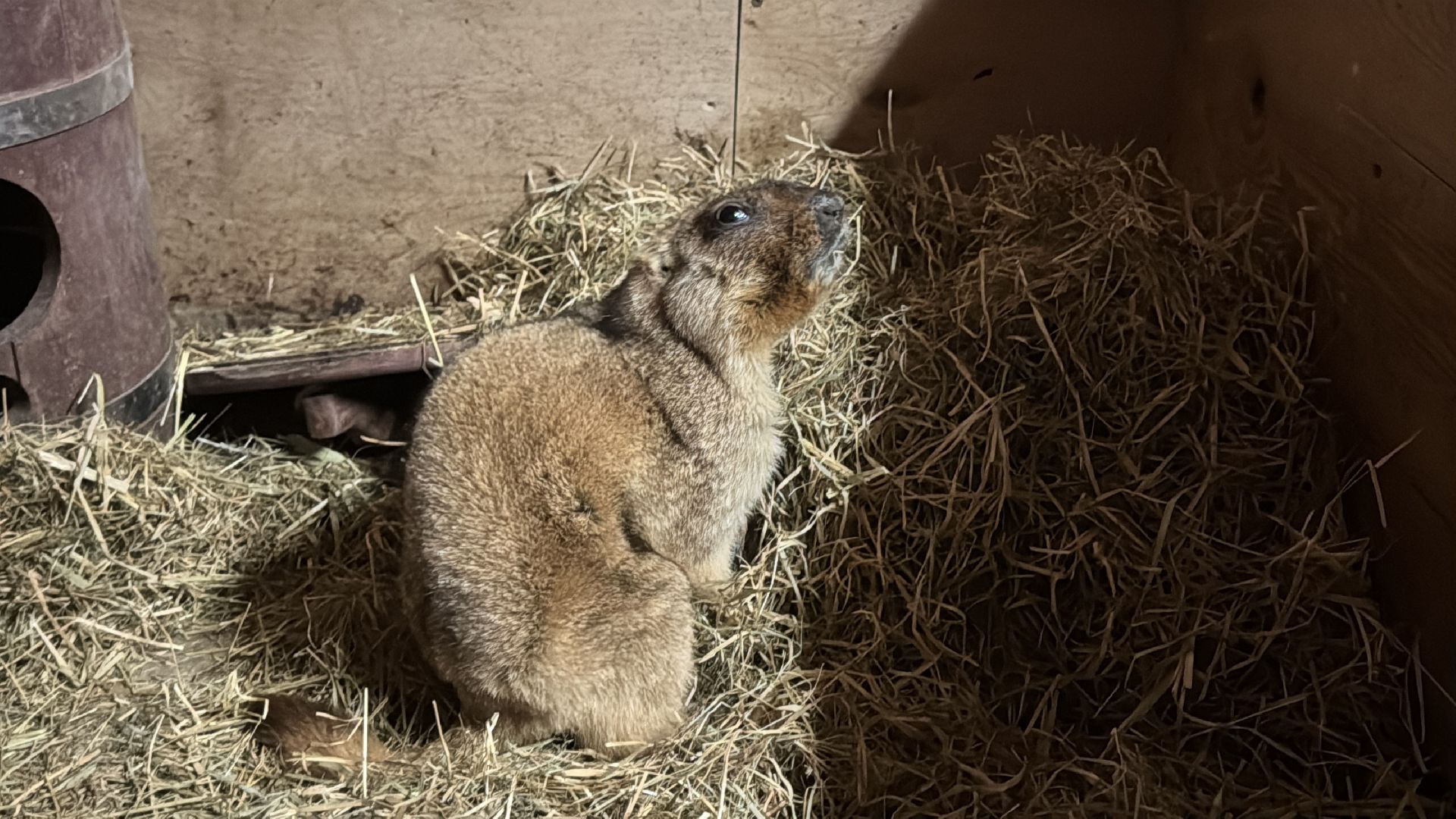 Экзотик ферма, Сурок байбак проснулся, Сурок в Одинцово,