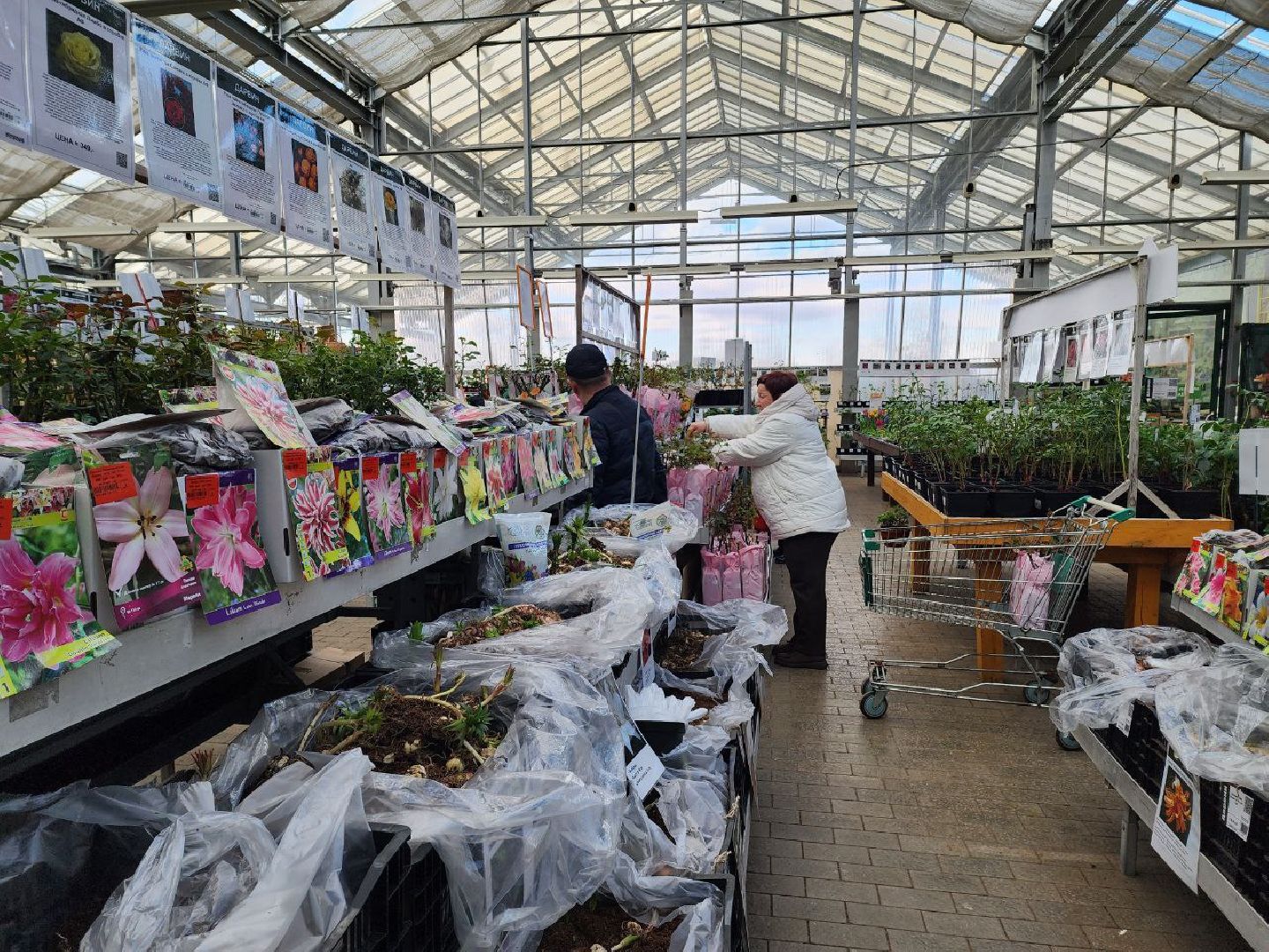 солнечногорск, дачники, сезон посадки, огород, жители,