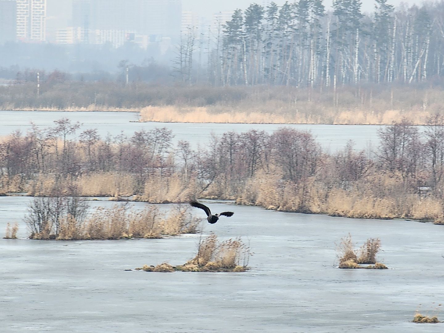 мытищи, лосиный остров,