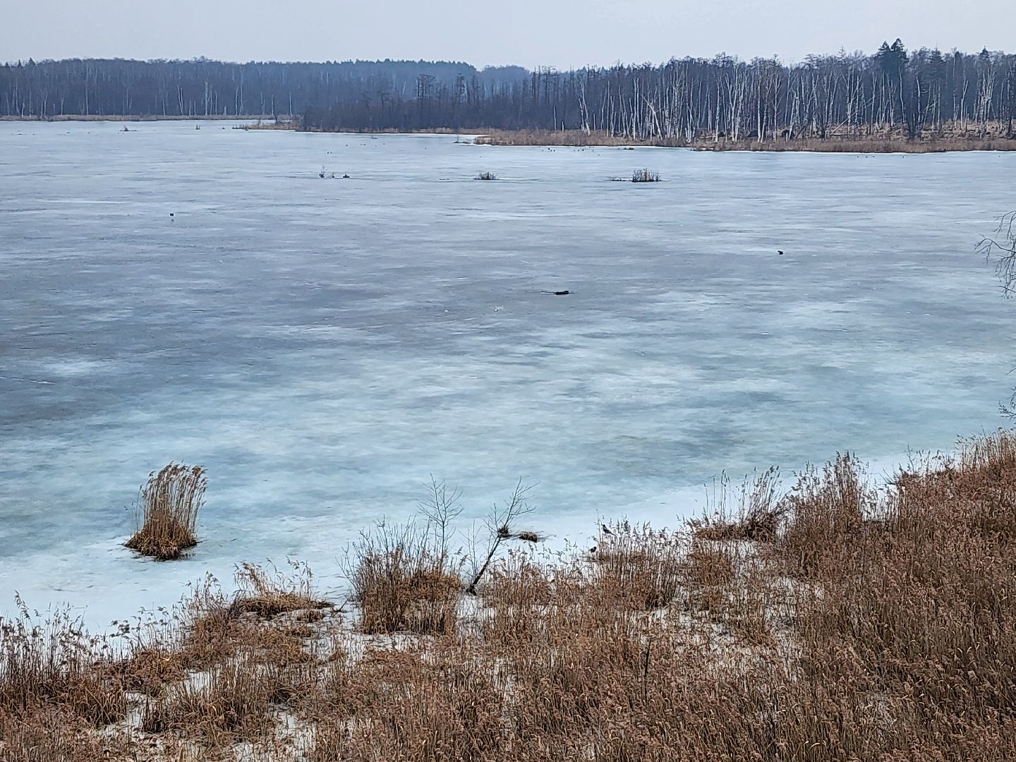 мытищи, лосиный остров,