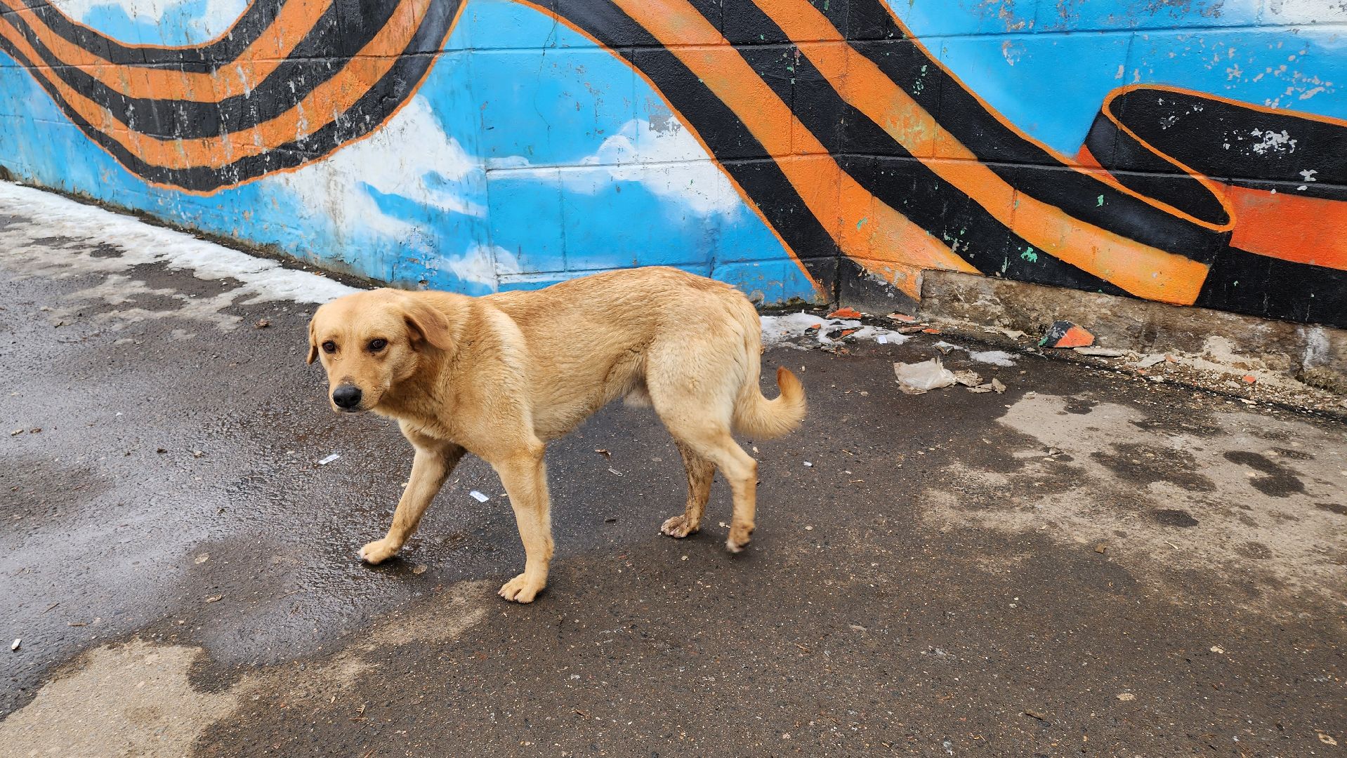 кашира, автобусы, расписание, добродел, транспорт,