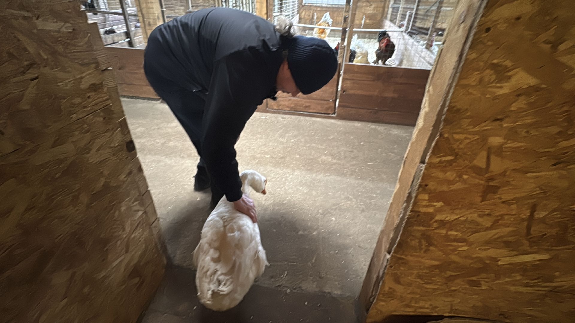 Экзотик ферма, Звездные животные, Одинцово, Экология,