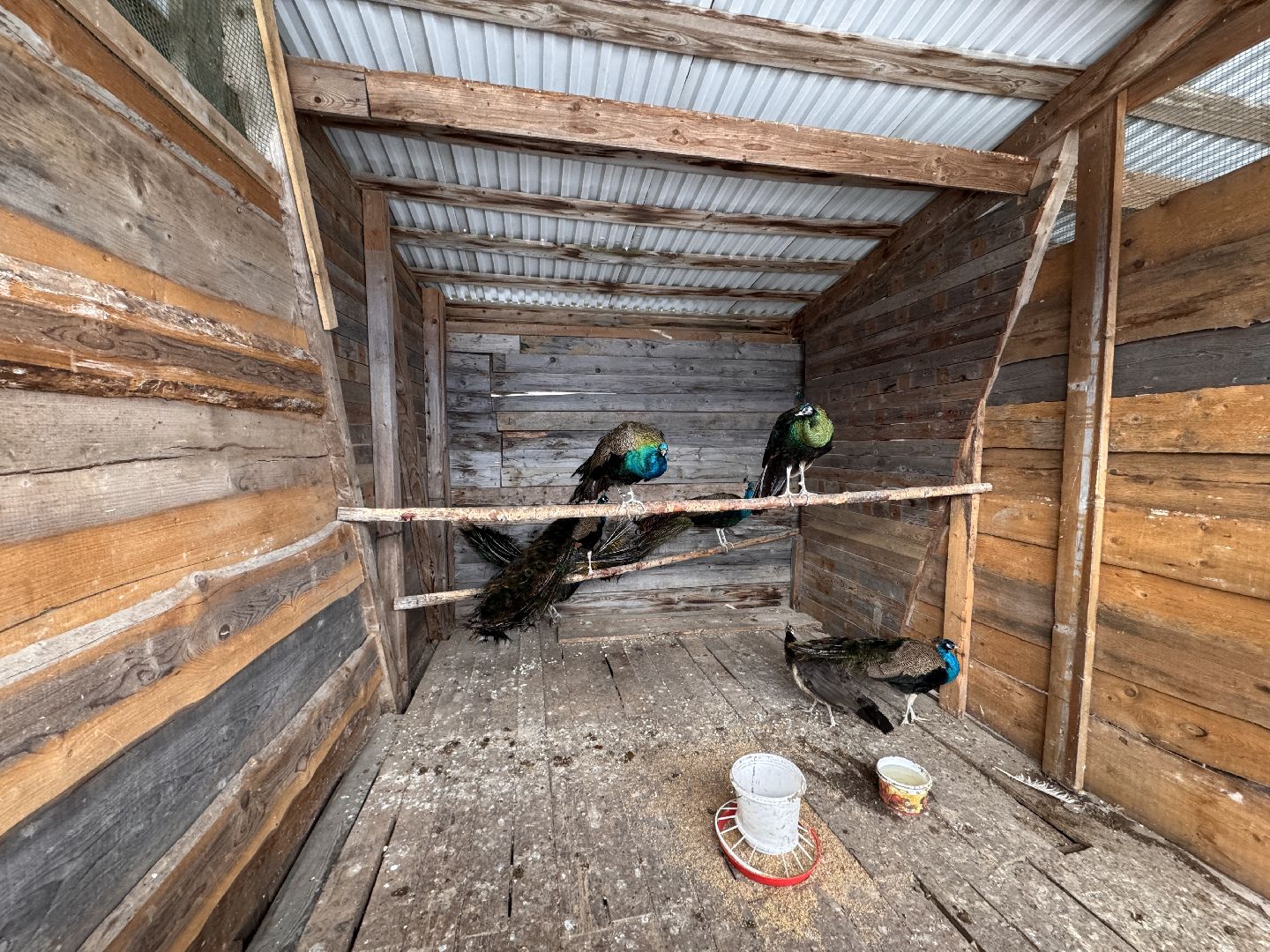 Экзотик ферма, Звездные животные, Одинцово, Экология,