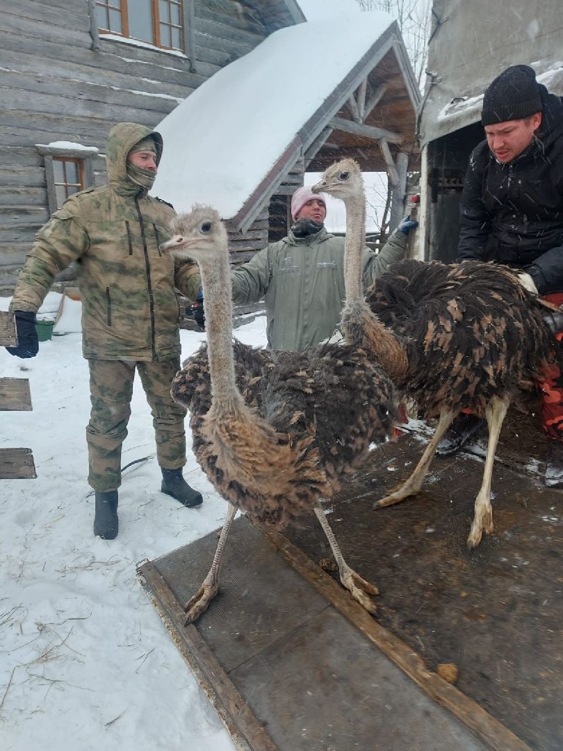 Экзотик ферма, Звездные животные, Одинцово, Экология,