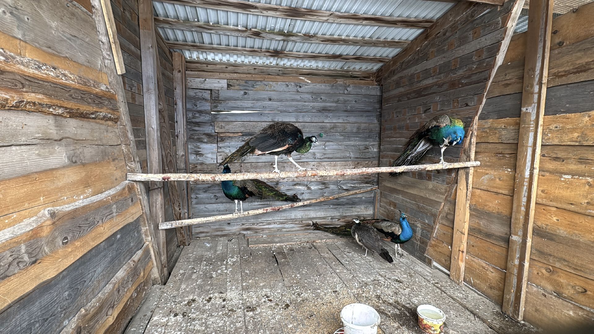 Экзотик ферма, Звездные животные, Одинцово, Экология,