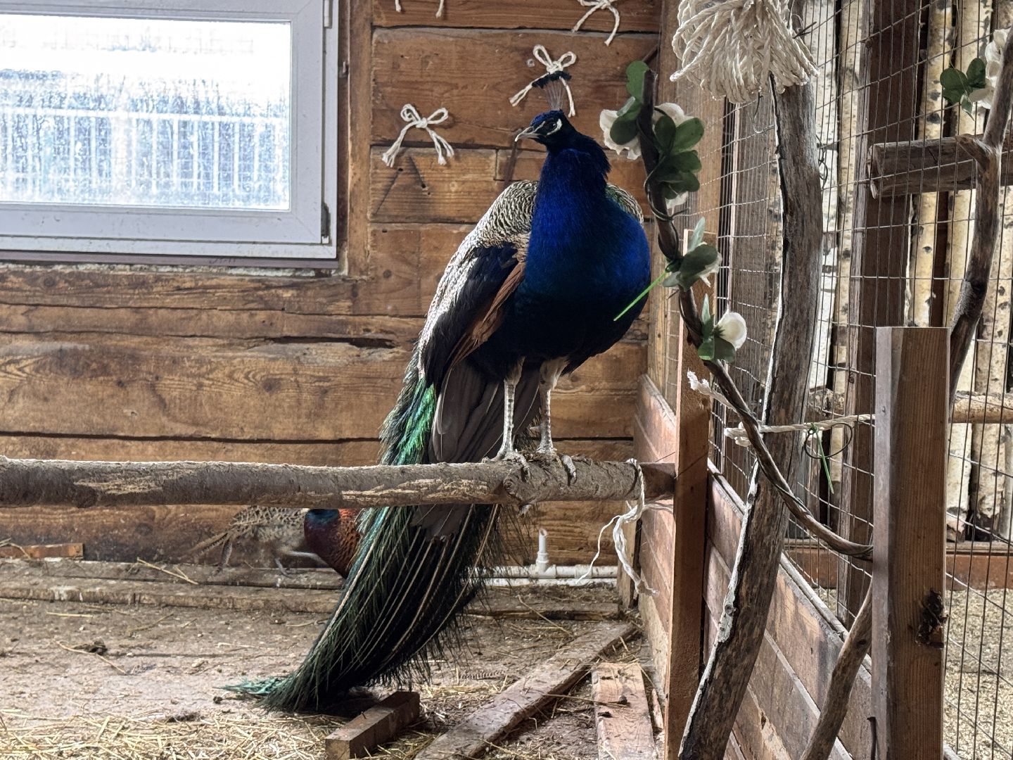 Экзотик ферма, Звездные животные, Одинцово, Экология,