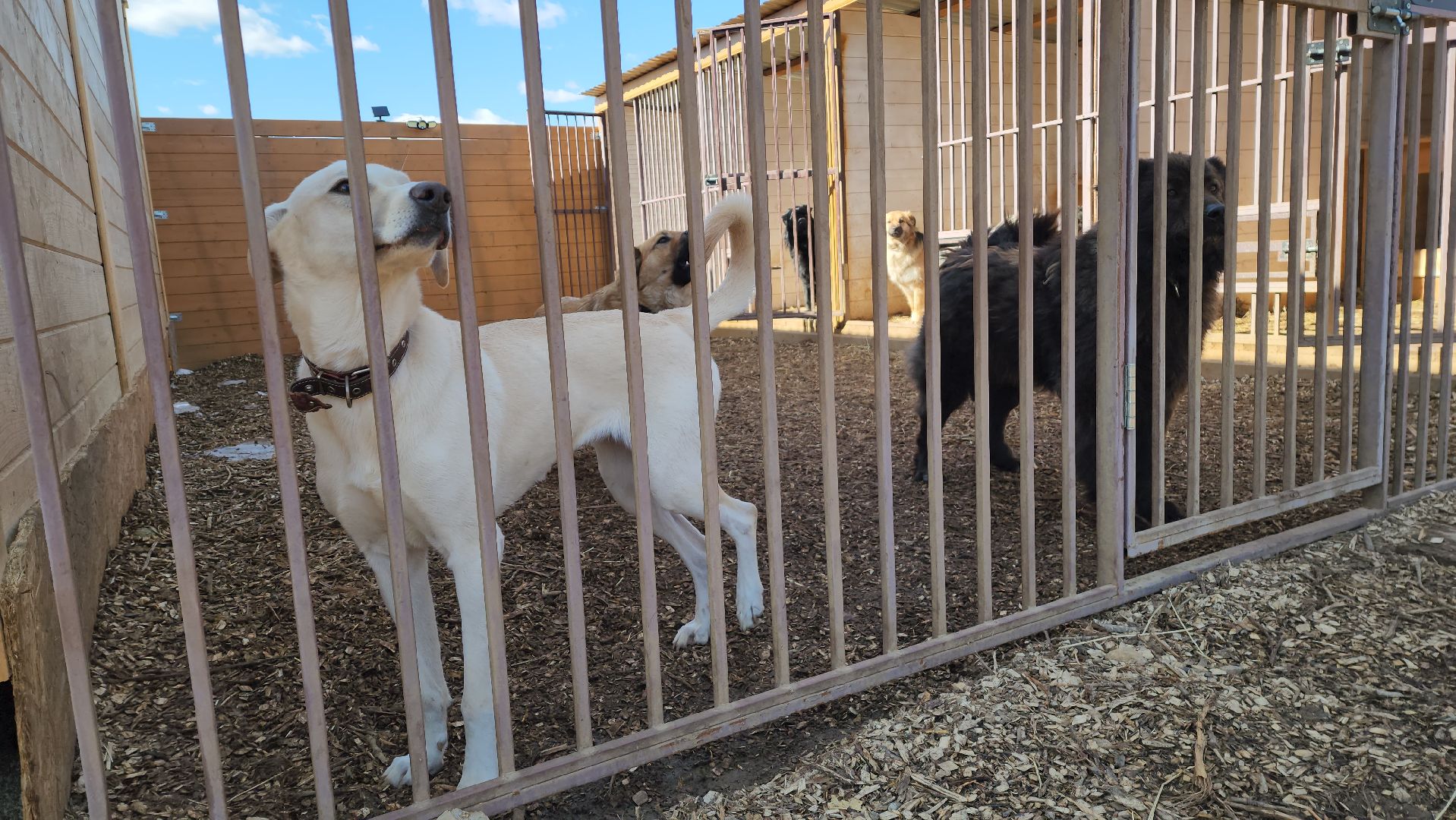 красногорск, приют для животных, лохматый ангел,