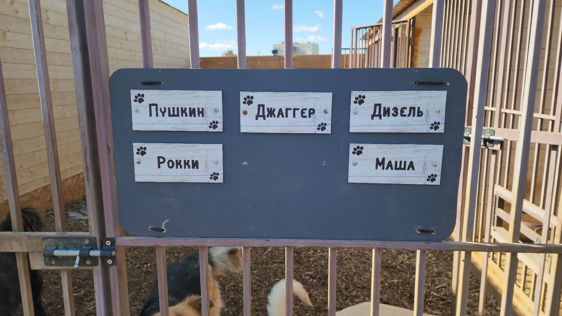 красногорск, приют для животных, лохматый ангел,