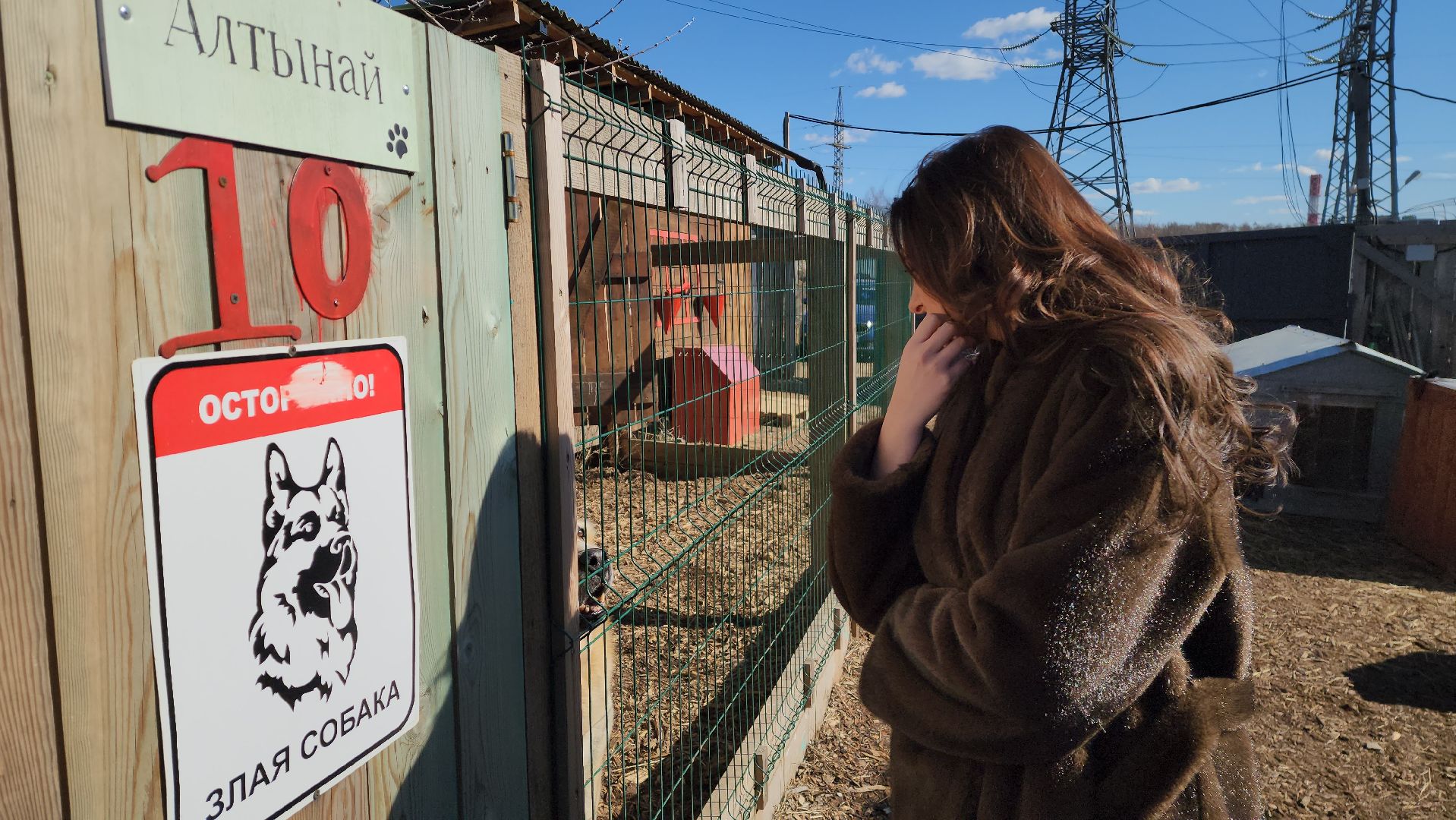 красногорск, приют для животных, лохматый ангел,
