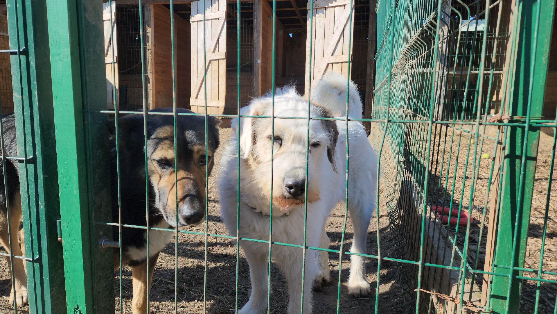 красногорск, приют для животных, лохматый ангел,