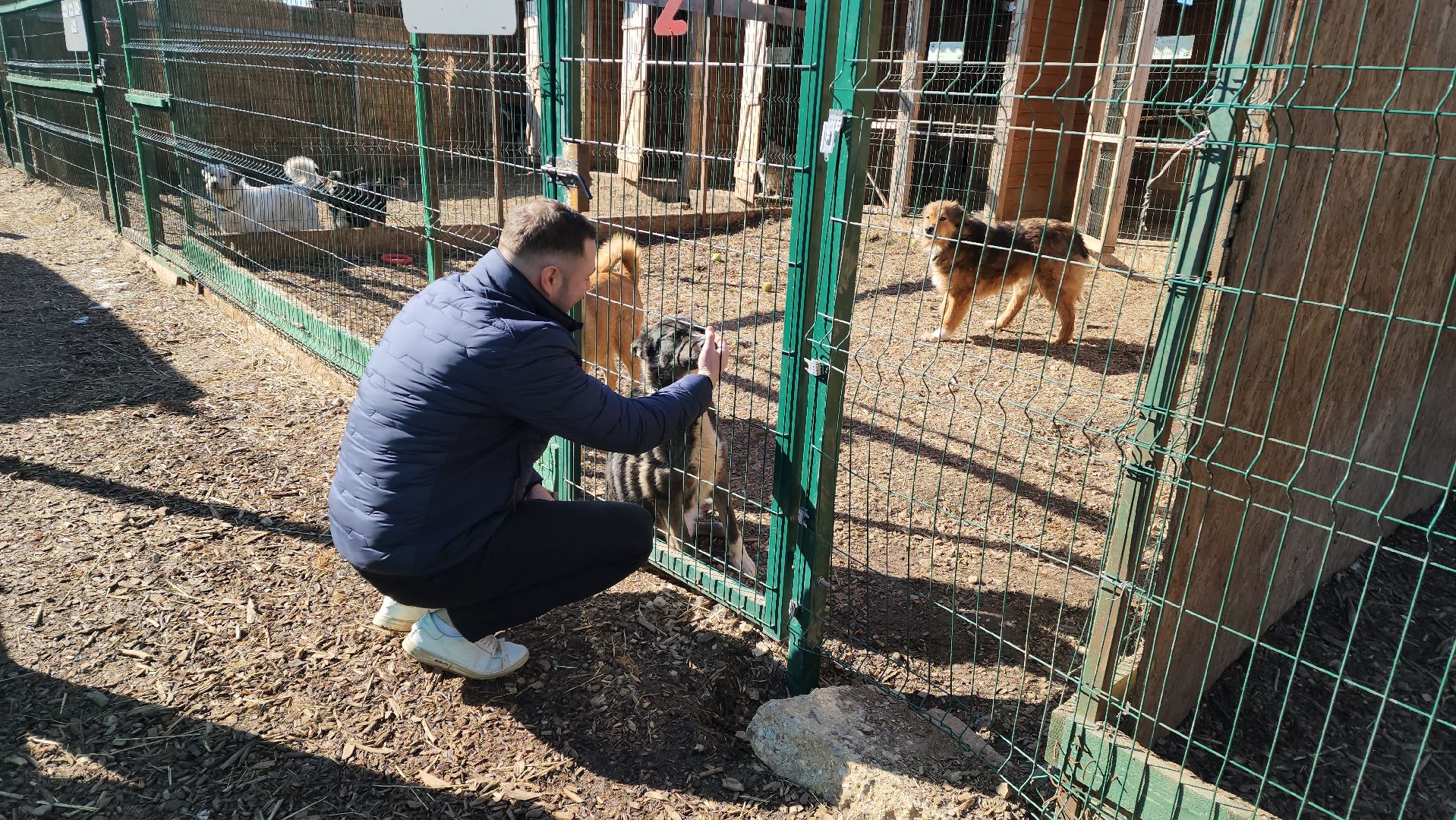 красногорск, приют для животных, лохматый ангел,