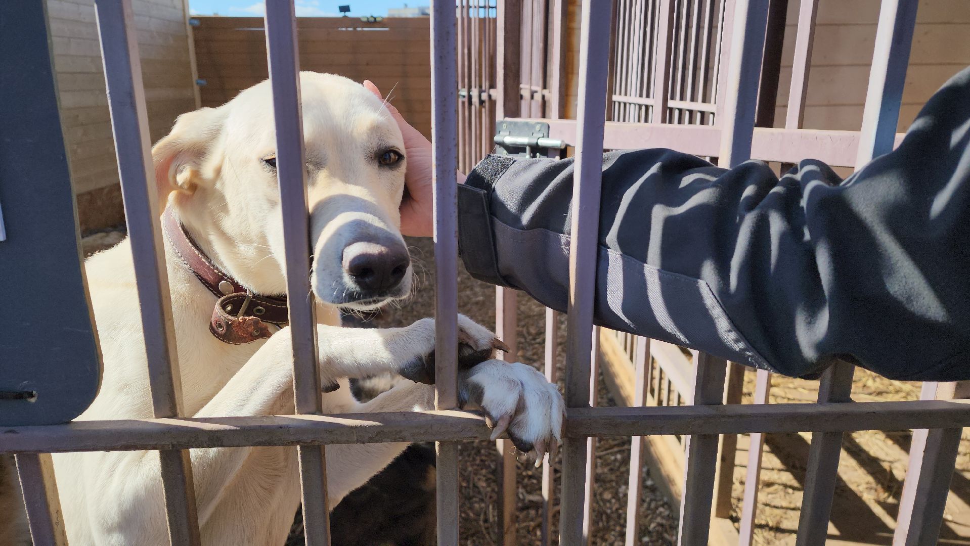 красногорск, приют для животных, лохматый ангел,