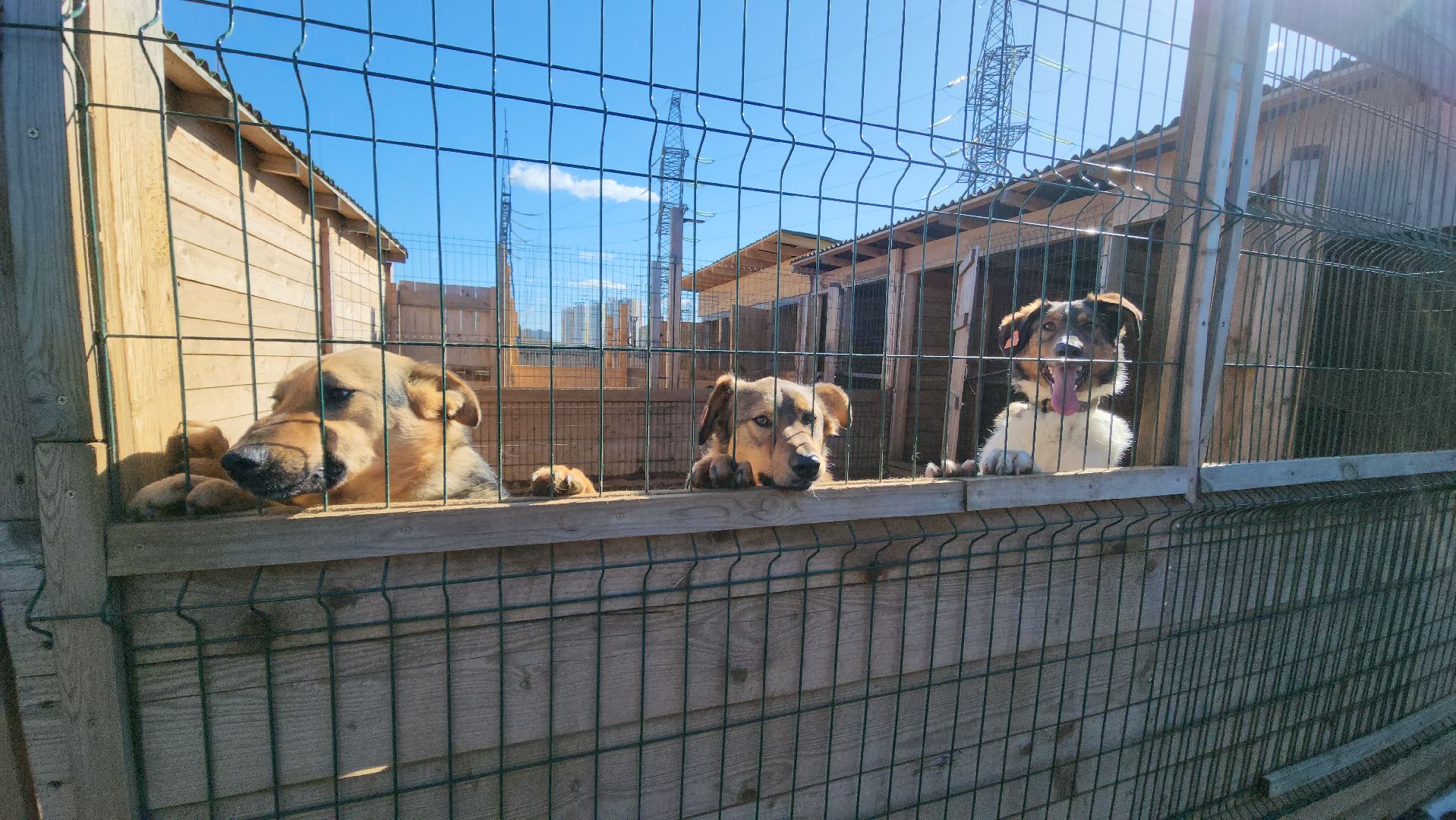 красногорск, приют для животных, лохматый ангел,