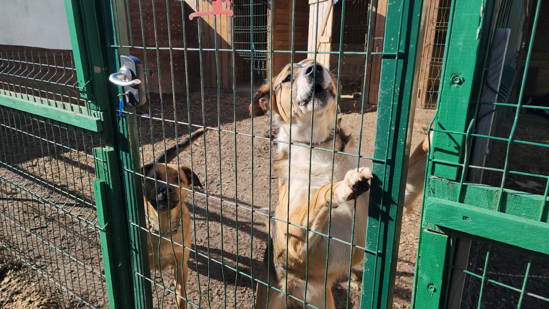 красногорск, приют для животных, лохматый ангел,