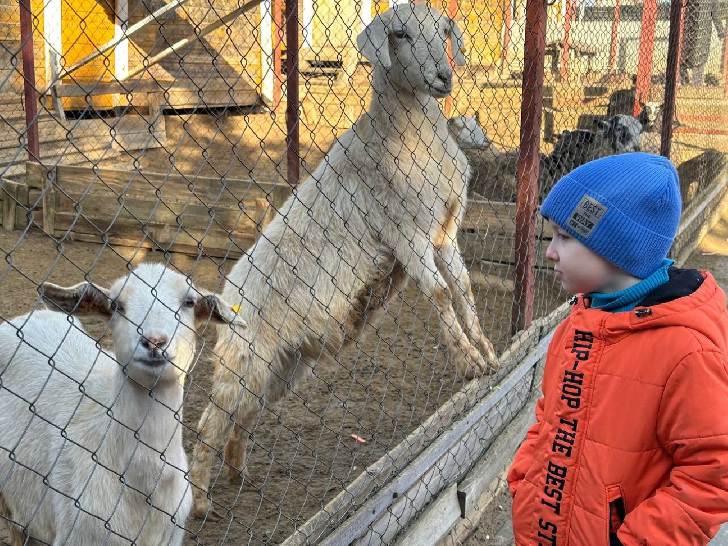 Зоопарк, Истра, Животные,Кенгуру,