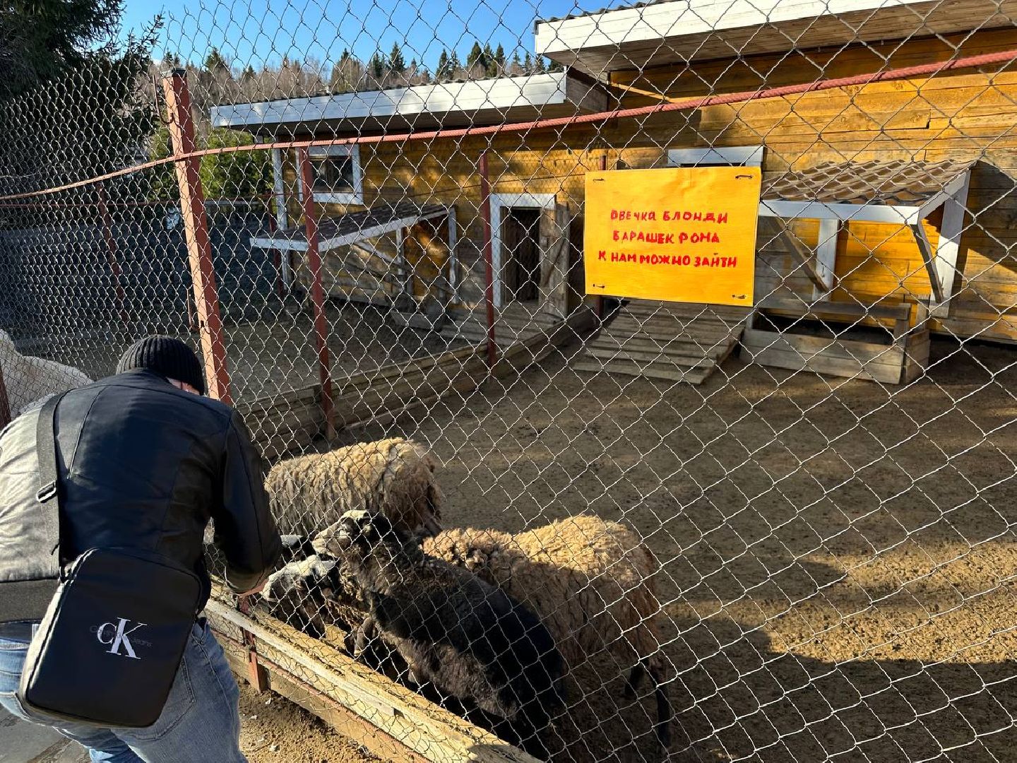 Зоопарк, Истра, Животные,Кенгуру,