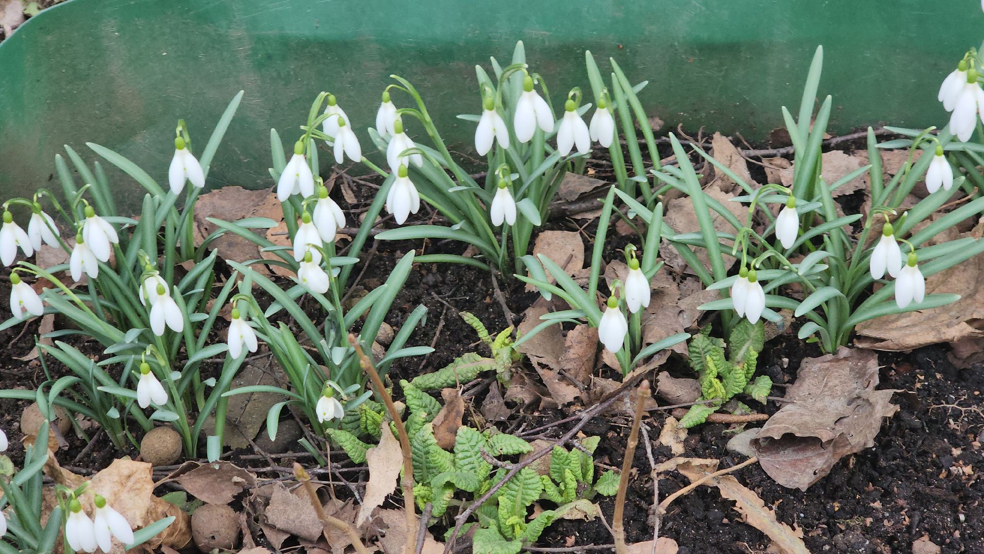 весна, пушкино, подснежники, первоцветы,жители,