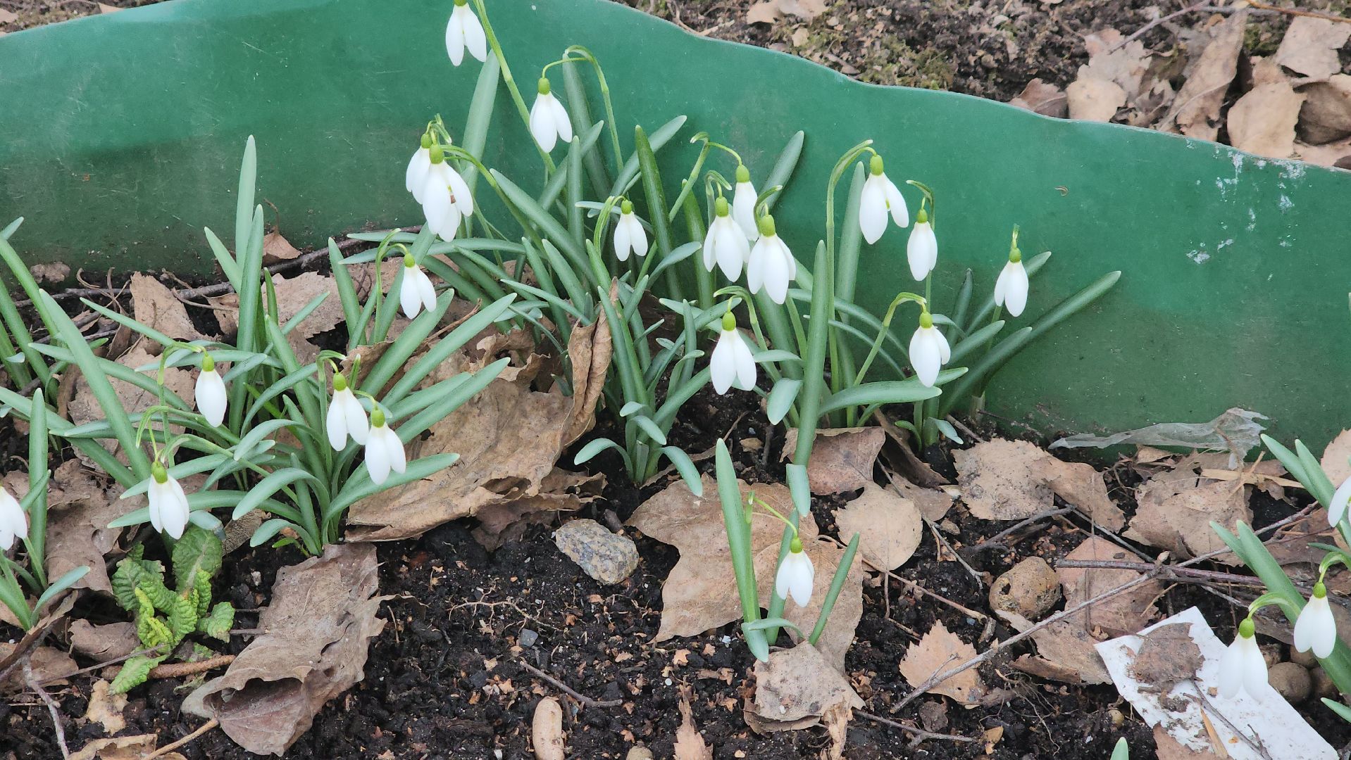 весна, пушкино, подснежники, первоцветы,жители,