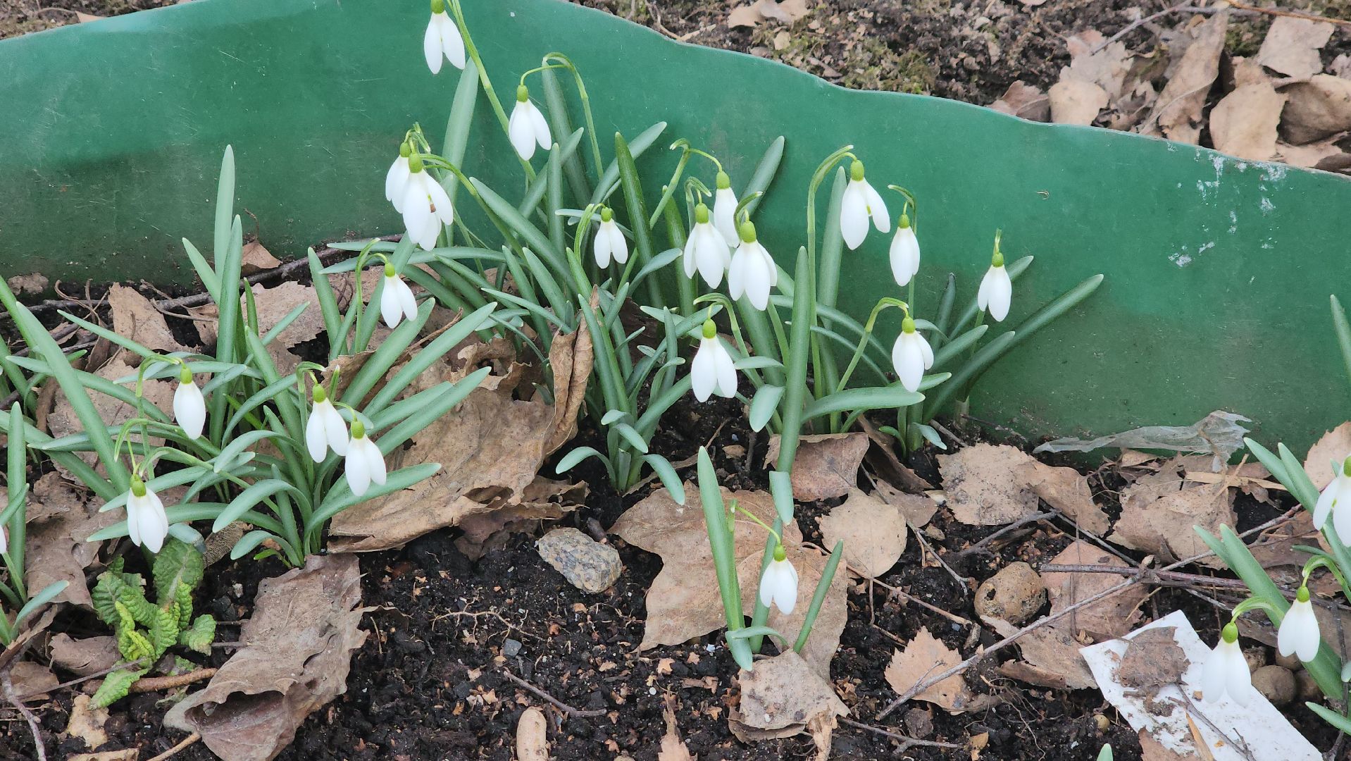 весна, пушкино, подснежники, первоцветы,жители,