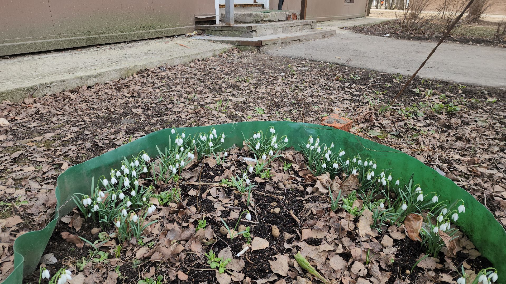 весна, пушкино, подснежники, первоцветы,жители,